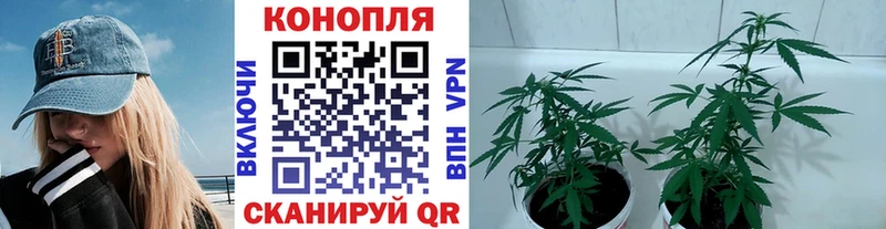Купить наркотики цена Грайворон Псилоцибиновые грибы  СОЛЬ  МЕФ  Кокаин  ГАШ 